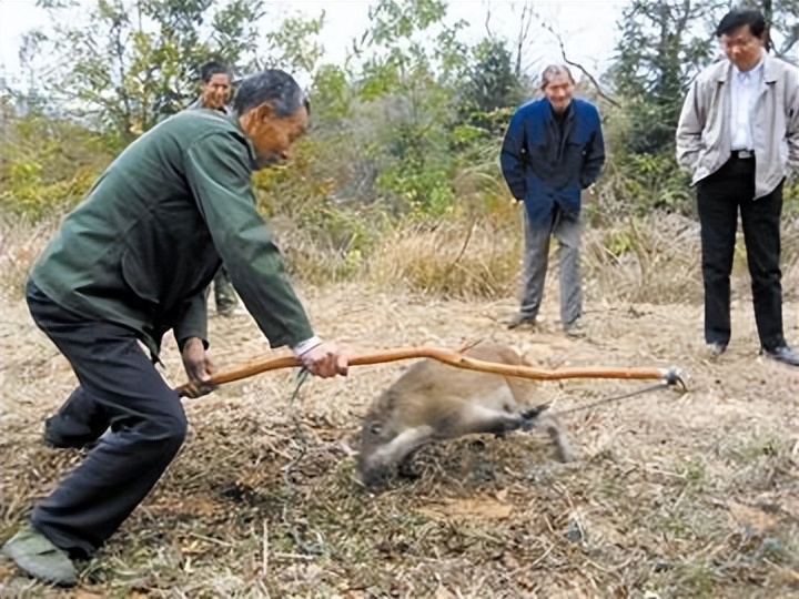 野猪是怎么泛滥的,野猪现在泛滥成灾为什么
