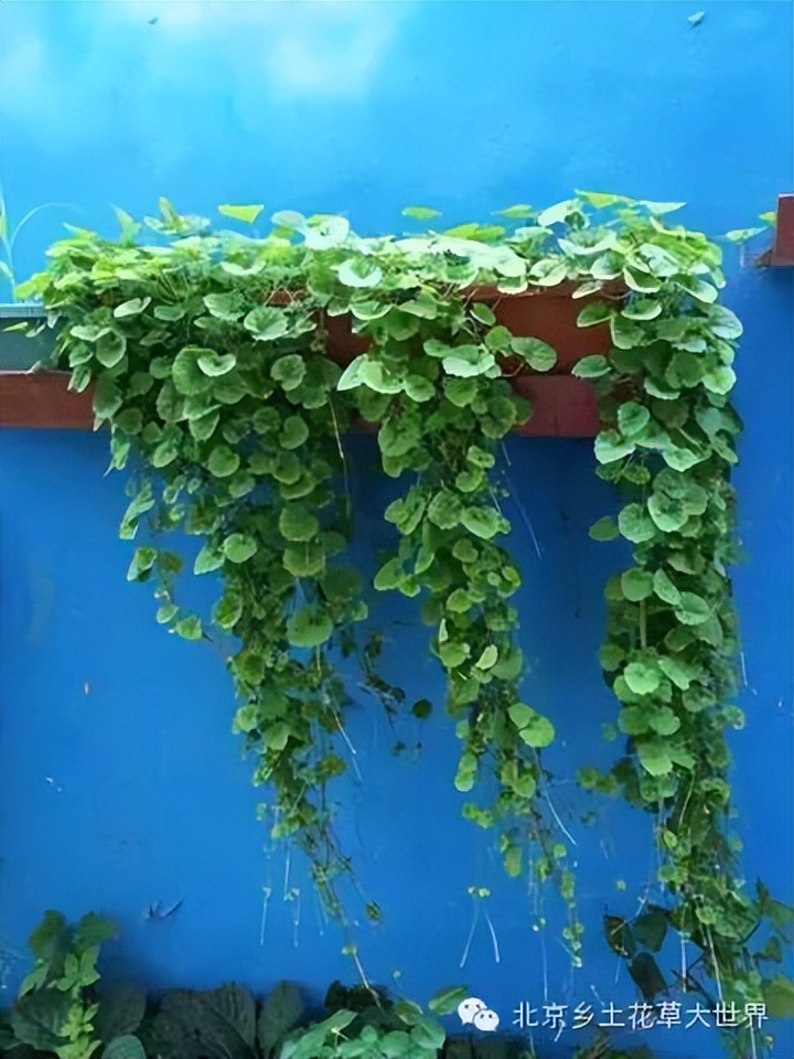 缁挎櫘鏂瑰渾鑺卞崏绉戞妧鏈夐檺鍏徃,缁挎櫘鏂瑰渾