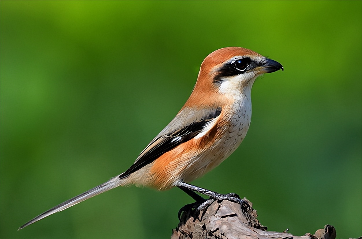 鸟儿大全高清图,高清珍稀鸟动态图片大全