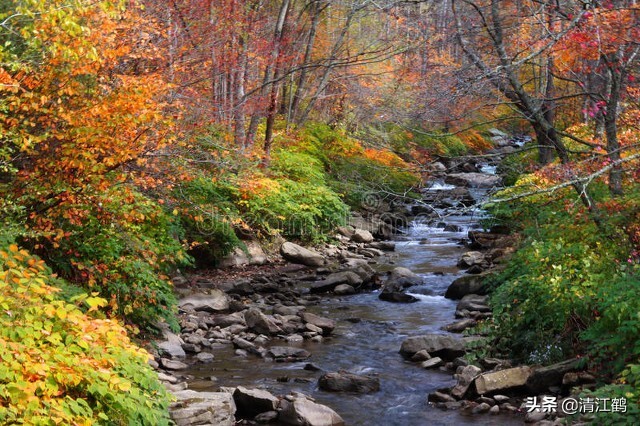 种子有哪些传播途径和方法,种子的传播方式七种