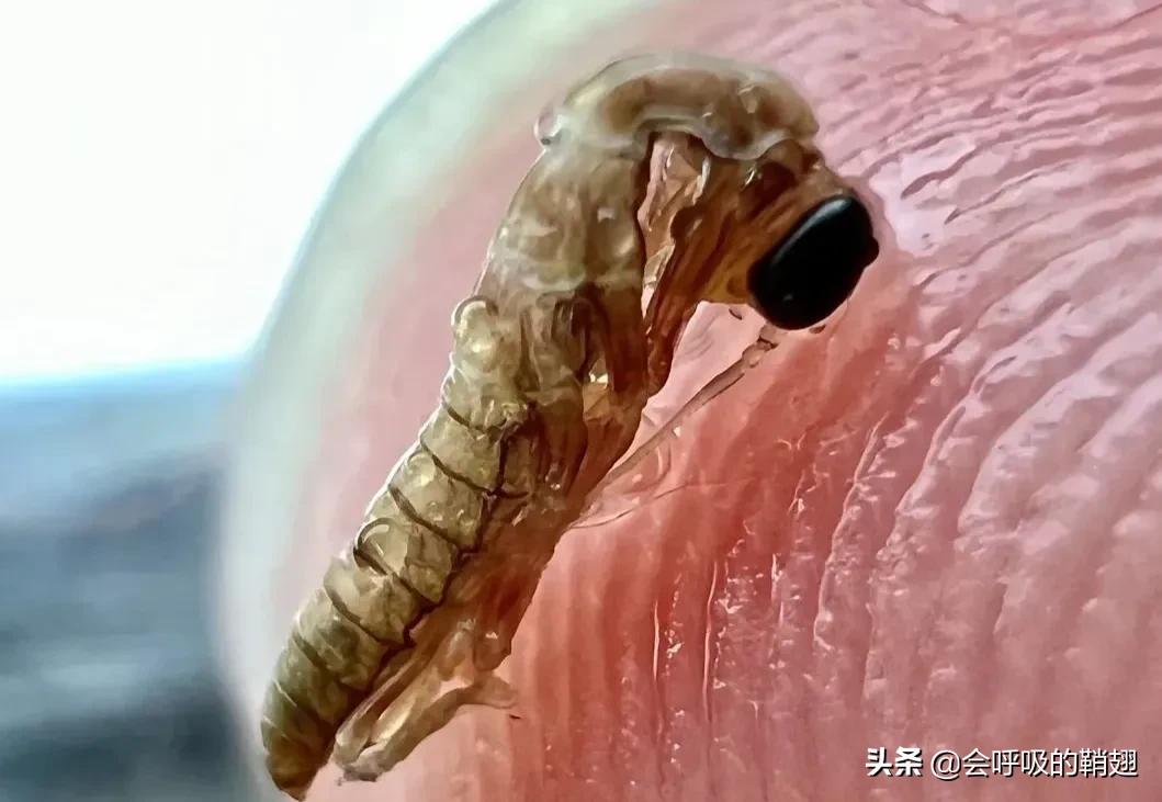 螳螂养殖报告,螳螂饲养观察记录表