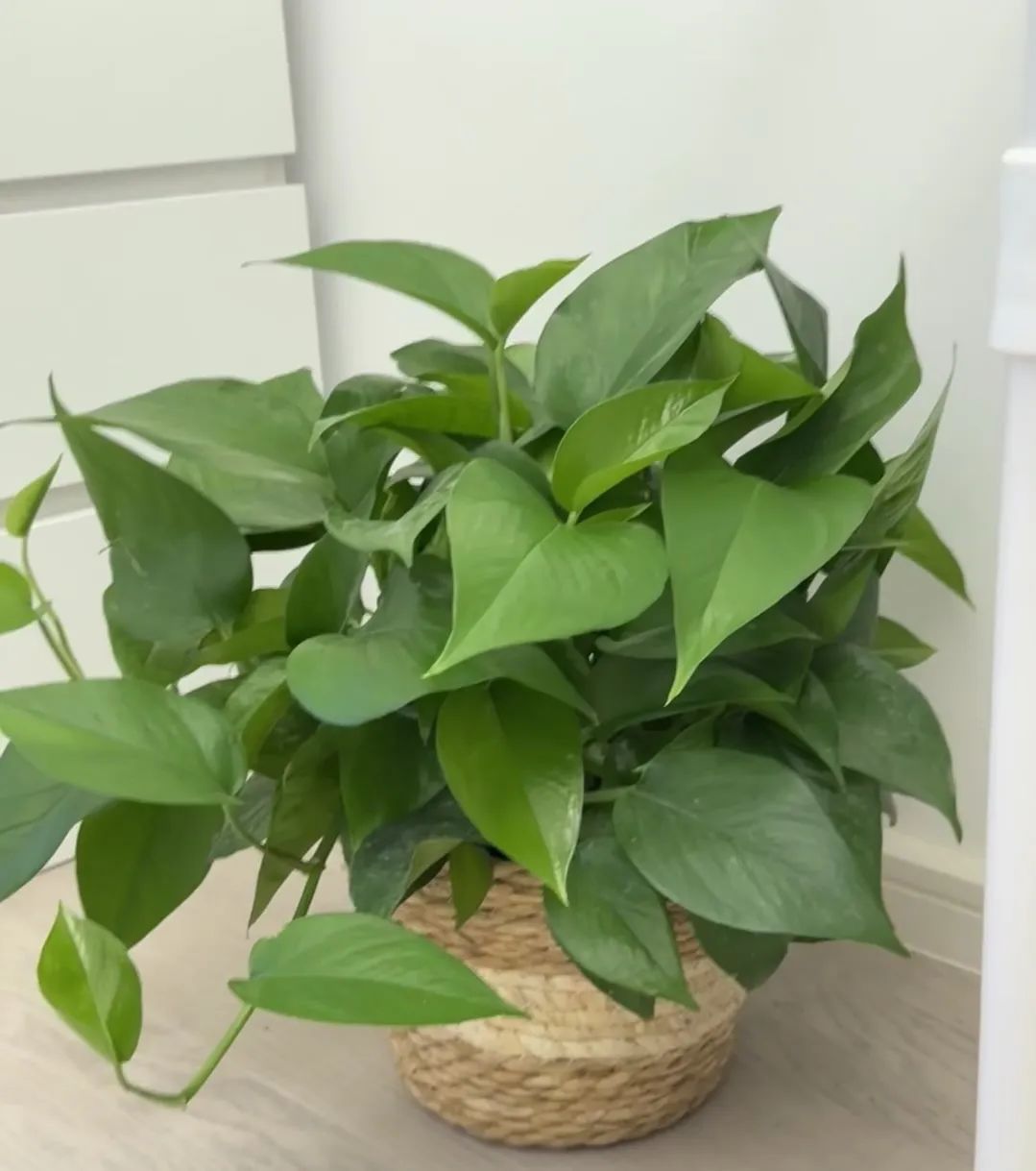 养花就养这几款好养易活,新手养花如何养便宜又好看