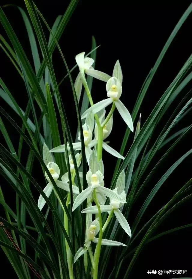 芝兰生于深谷不以无人而不芳出处,100幅历代名家兰花图值得一看再看