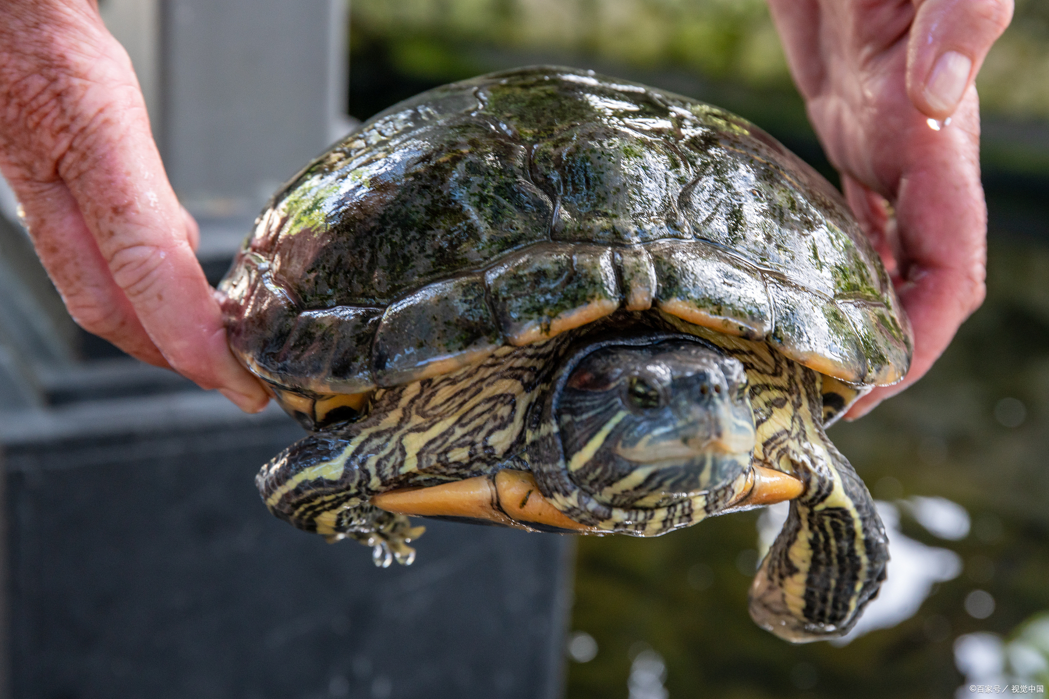 乌龟巴西龟最爱吃什么,你们的巴西龟最喜欢吃什么食物