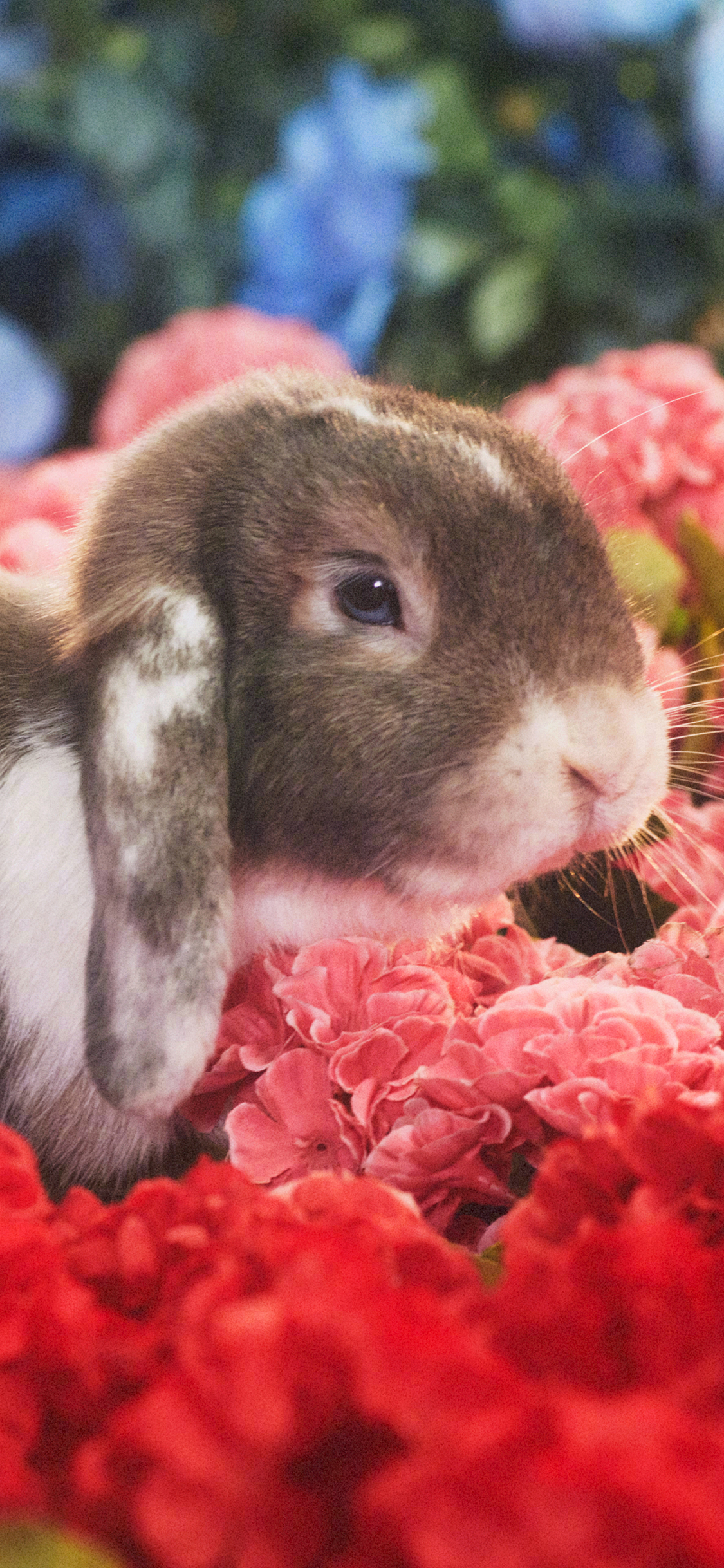 2023年手机壁纸,2023年最新款超清手机壁纸