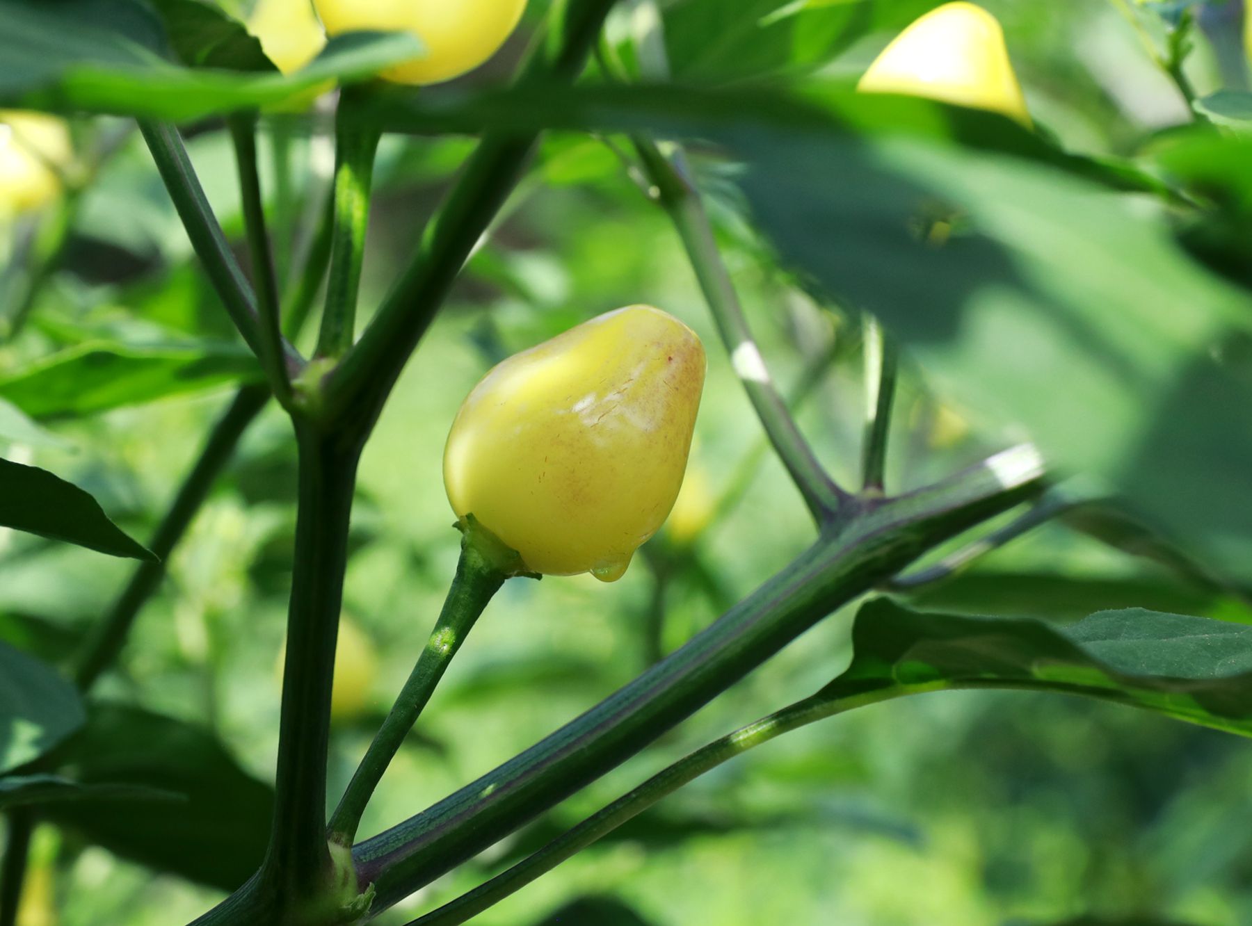 亩收入5000多元郏县辣椒喜获丰收,小辣椒种出富民大产业