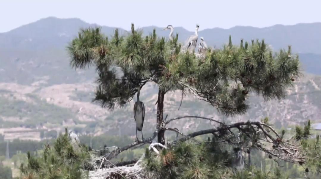 鏂瑰北鑻嶉弓,灞辫タ鏂瑰北鑻嶉弓