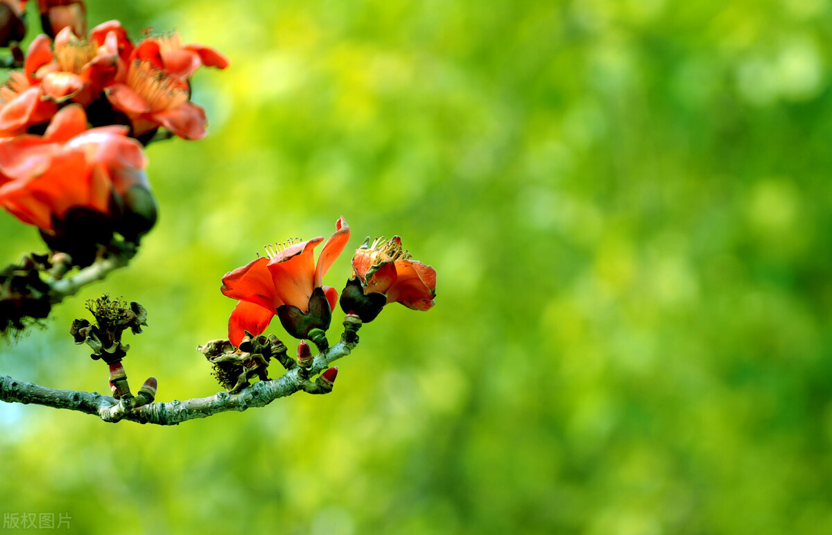 祛湿利热良方,有效祛湿热