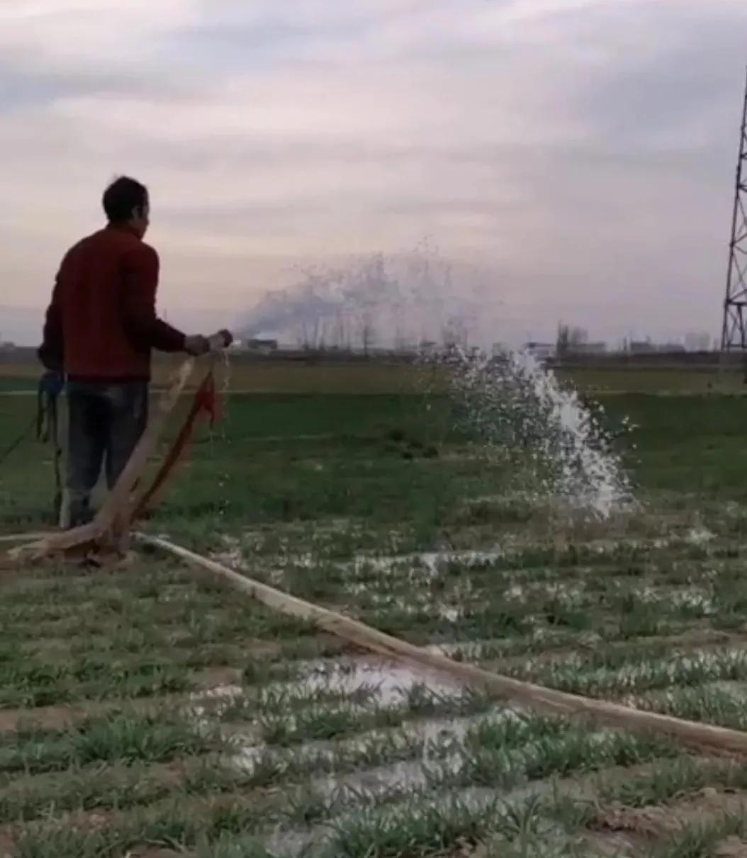 浇麦地视频,浇麦地最好的方法