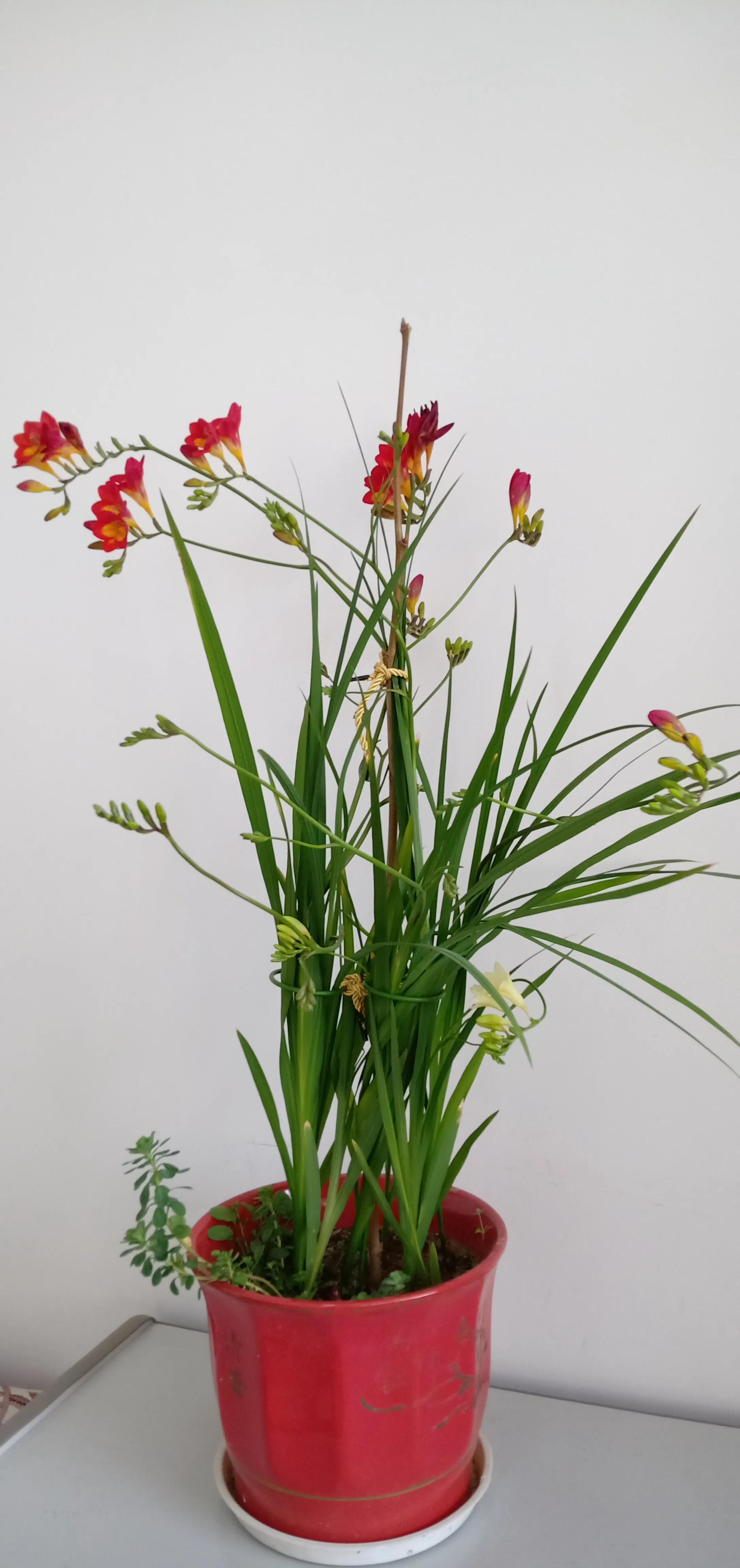 我的花花草草们之香雪兰