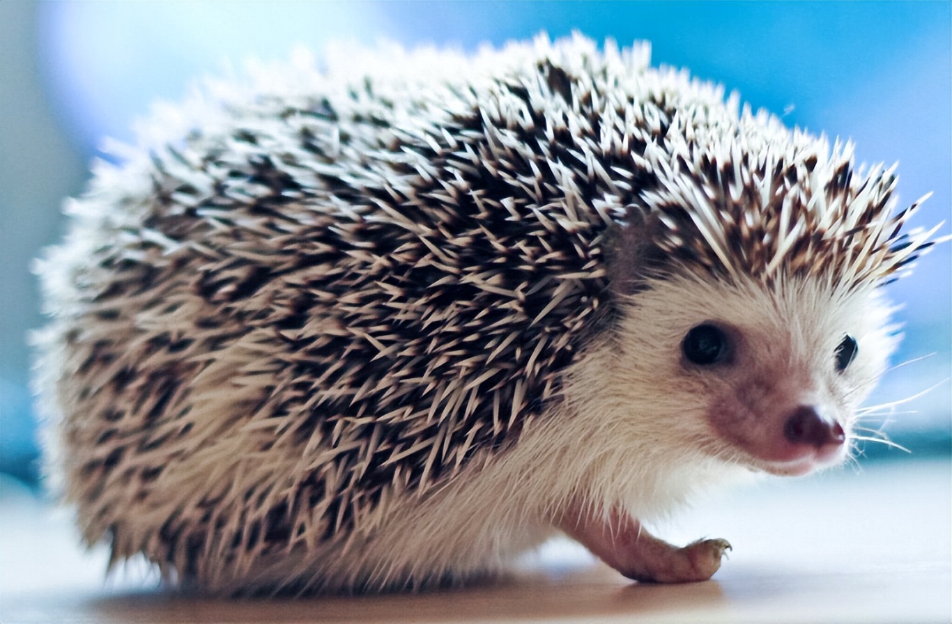 钱欣葆：《童年的“玩伴”》