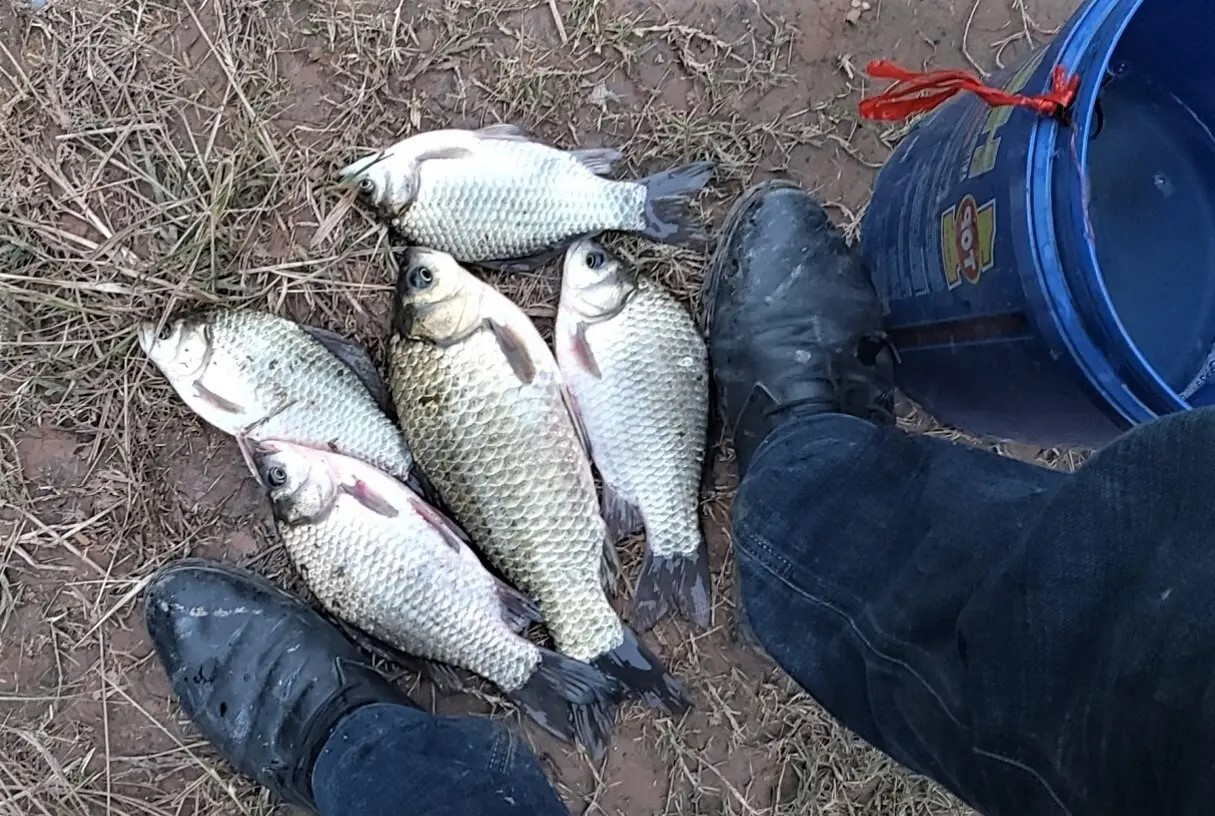 冬天钓鲫鱼用红虫还是蚯蚓好,冬季野钓鲫鱼用蚯蚓还是红虫好