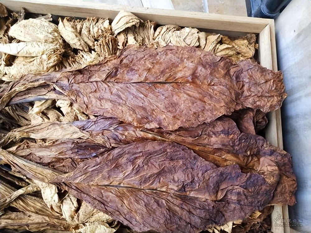 正宗的最便宜雪茄多少钱一盒,一口雪茄一套房子