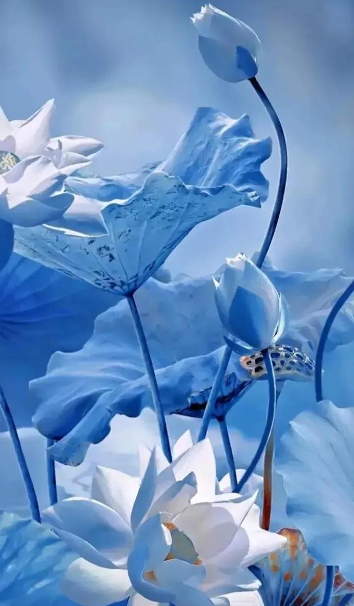 荷花壁纸手机超清全面屏,荷花千瓣莲唯美高清大图壁纸