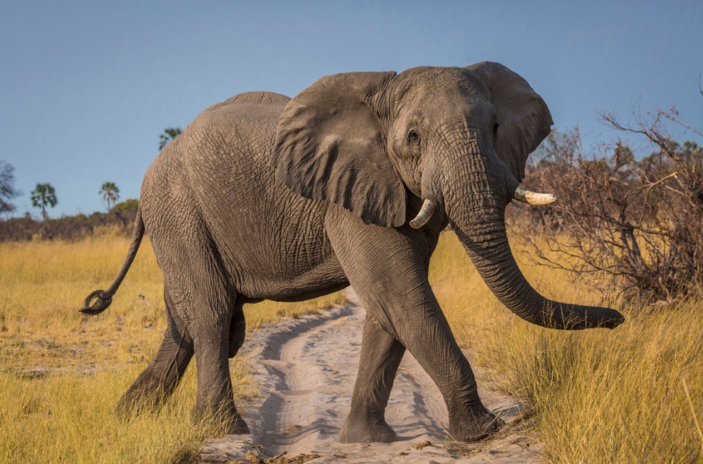 大象与犀牛是不同的物种，非洲公象，为何还要*暴强**犀牛呢？
