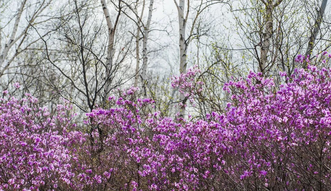 内蒙古旅游攻略自由行最佳线路,内蒙古旅行十大必去景点
