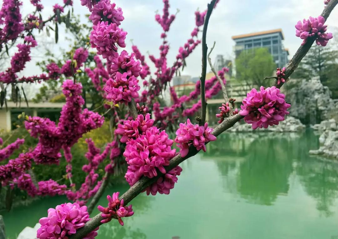 记忆里，某人写给春天最美的一首诗！