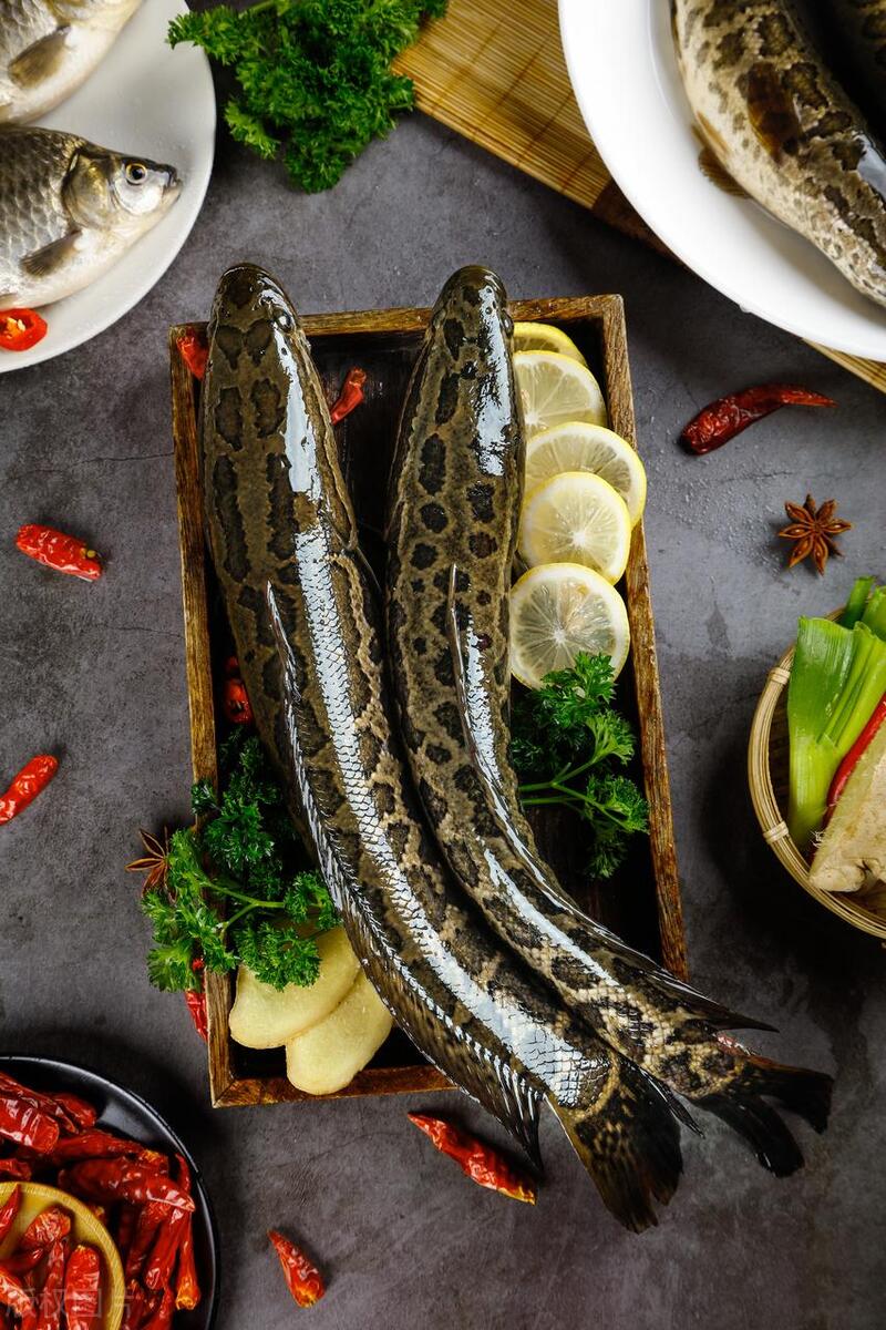 野钓常见的鱼好吃,钓鱼人公认的10种最好吃的淡水鱼