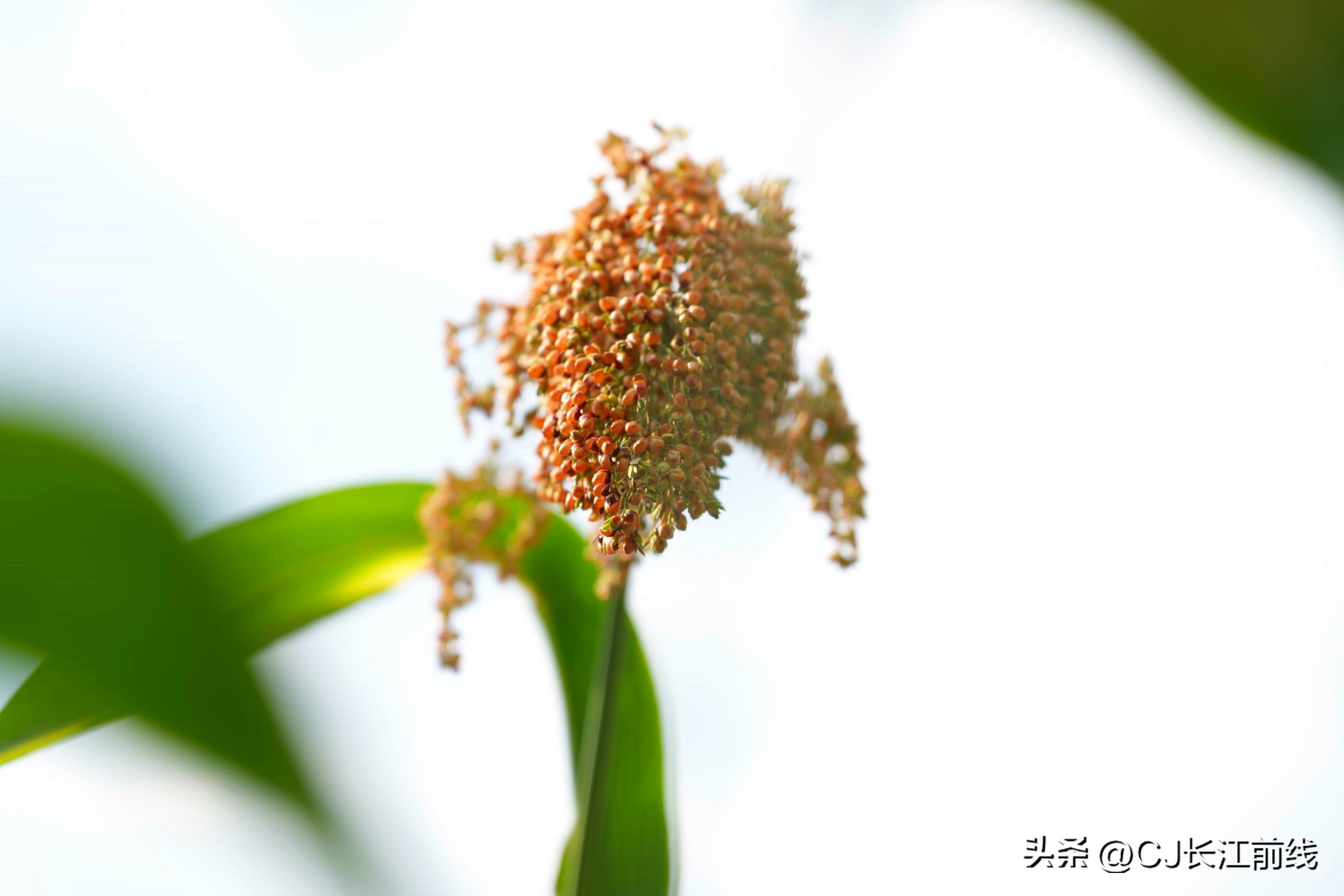 正宗红高粱图片,最火的红高粱