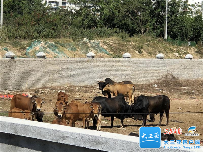 三亚一小区旁的空地竟变“养牛场”，阵阵异味飘来……
