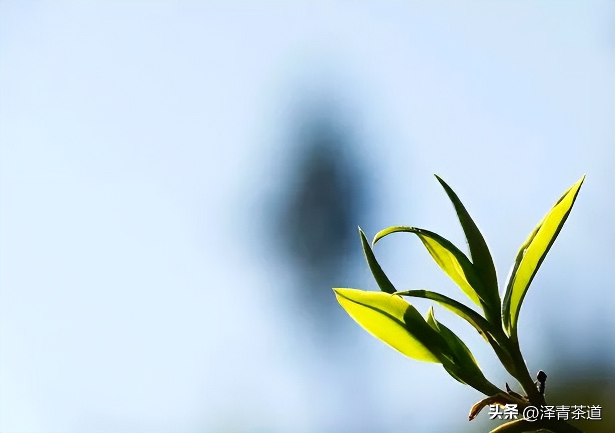 茶叶有哪些有益人体健康的成分,茶叶里含有糖类物质吗