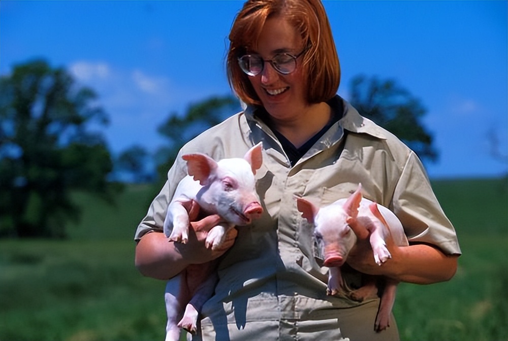 美国猪肉6块一斤,美国的猪肉多少钱一斤