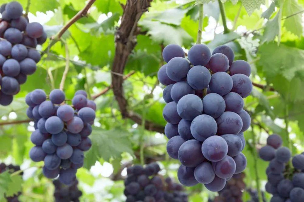 为何中国水果在日本如此畅销,为何中国还有人在卖日本水果