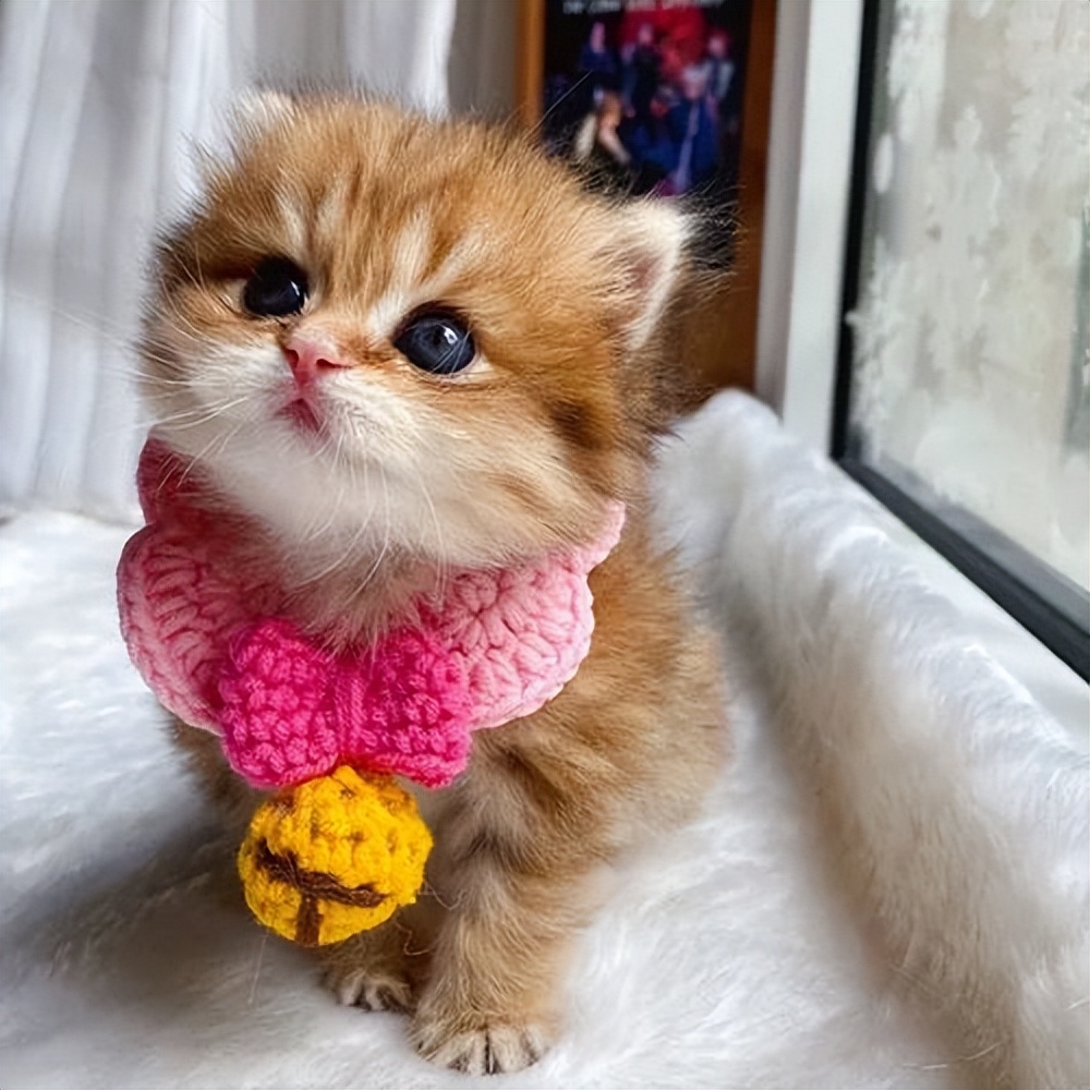 猫咪的一生最重要的事情,猫咪的生命终点