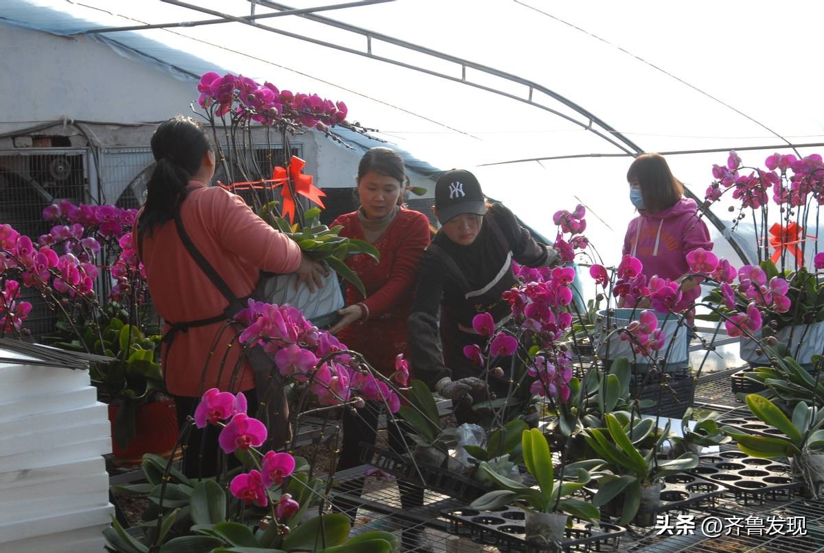 山东即墨：蝴蝶兰花俏销迎新春