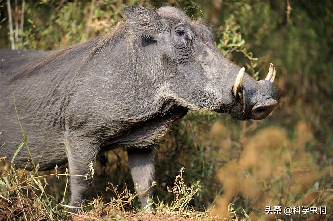为什么毒蛇杀不死无毒蛇,毒蛇打死只留无毒蛇影响生态吗