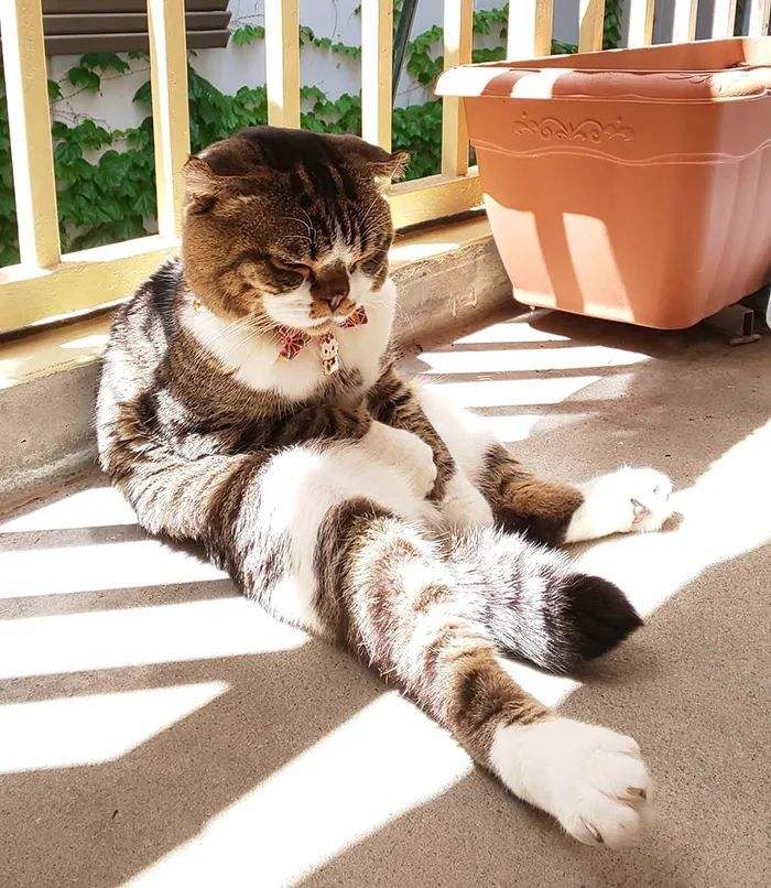 猫的智商最高的是什么品种,从猫喝水的姿势就能看出它的智商