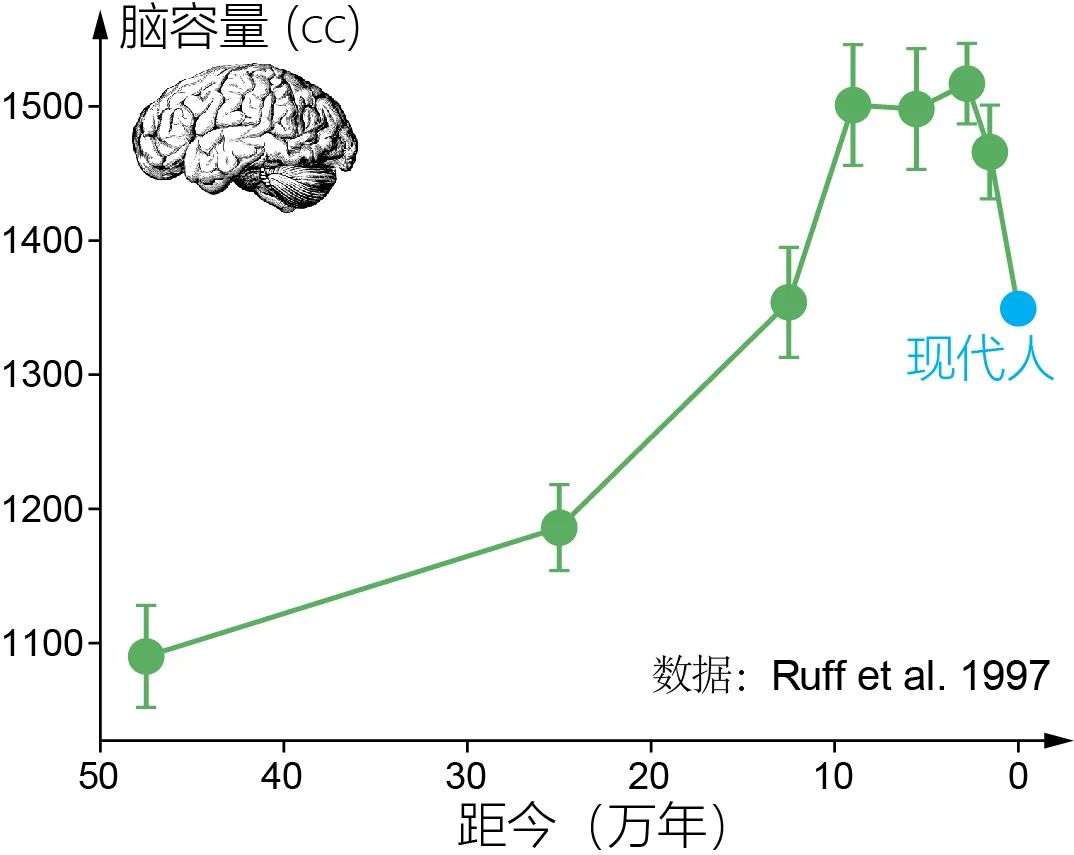 人类进化大脑变小,人类大脑缩小了多少