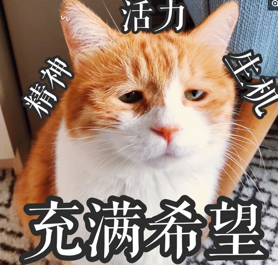 猫咪太瘦了怎么养增肥,猫咪太小太瘦了怎么办