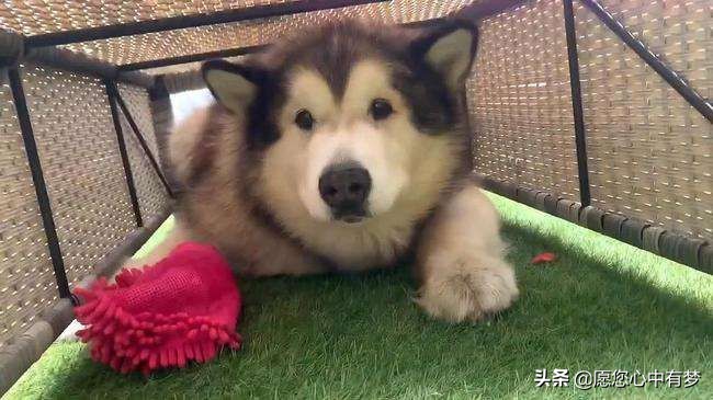 阿拉斯加怎么喂食物很准确,阿拉斯加怎么喂养的