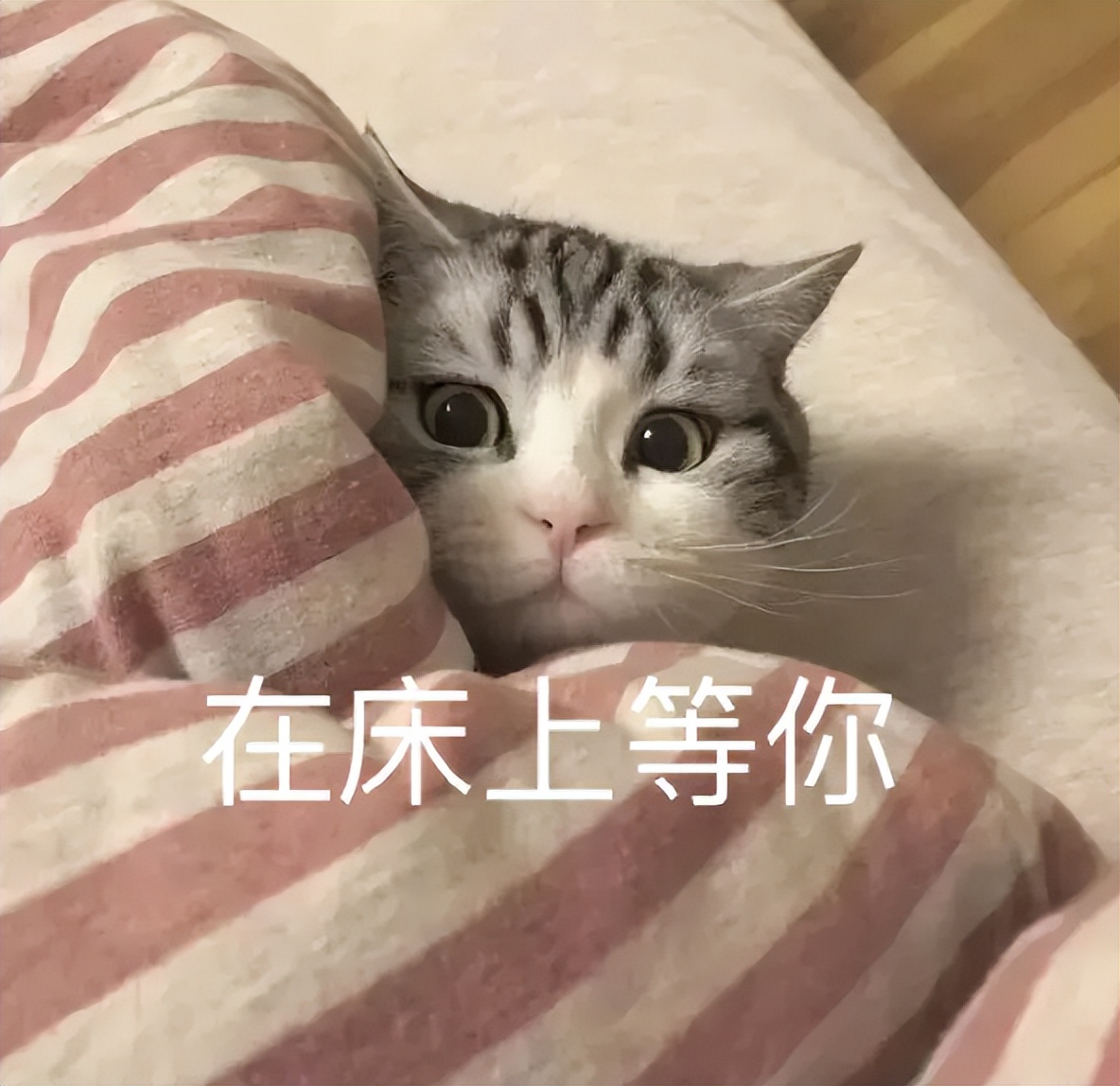 猫为什么跟你一起睡,猫让你抱着睡觉是不是喜欢你