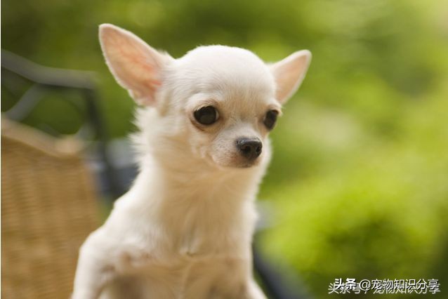 狗狗积食什么症状,狗狗积食怎么快速消食