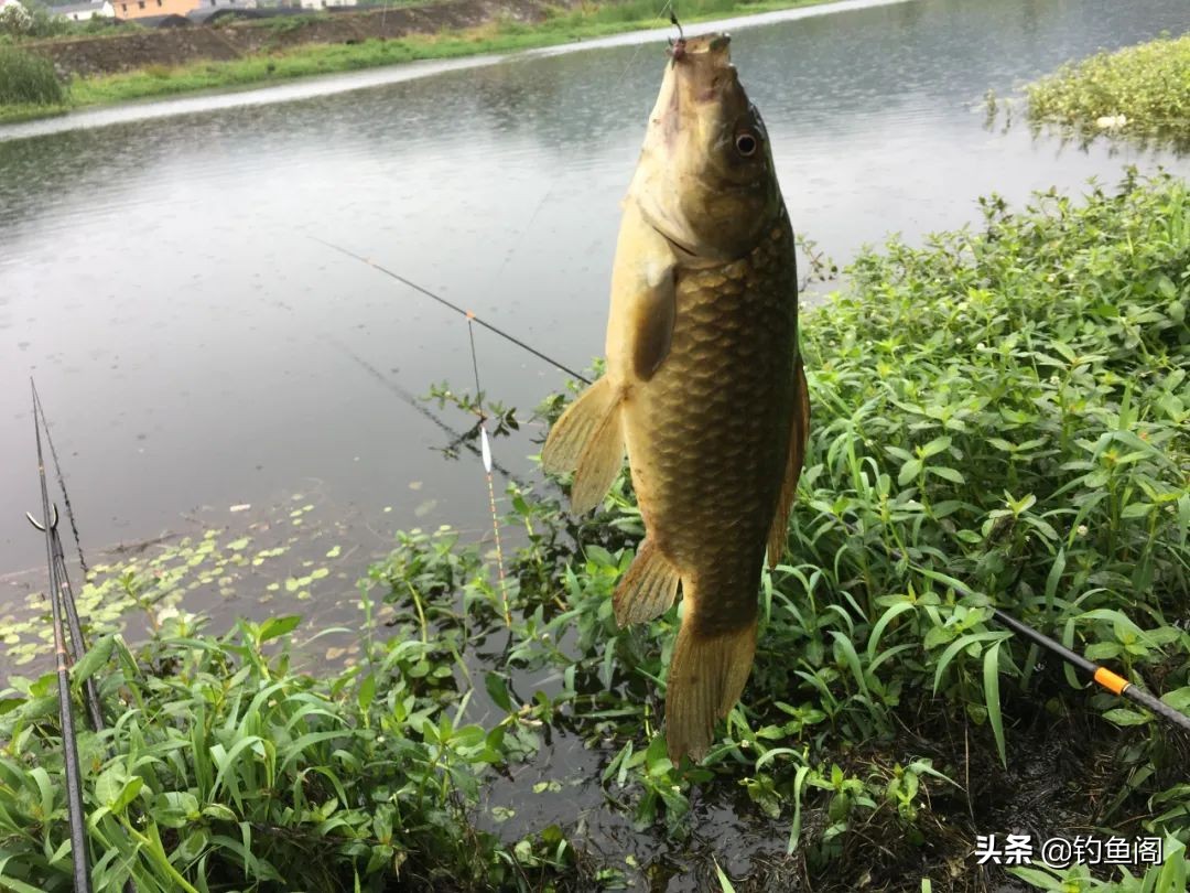 钓鱼最省钱的渔具,钓鱼最普通鱼饵有哪些