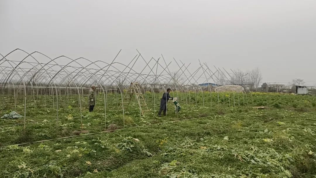 创业*款贷**为农户种植施足“金融肥”