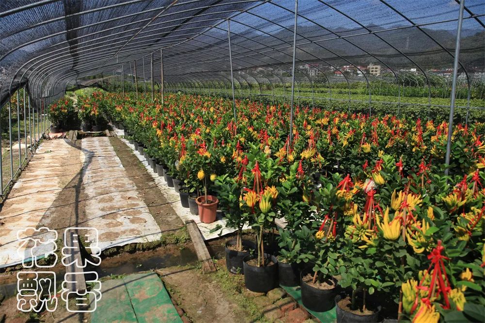 老农告诉大家农作物种植,农资人对农户的忠告