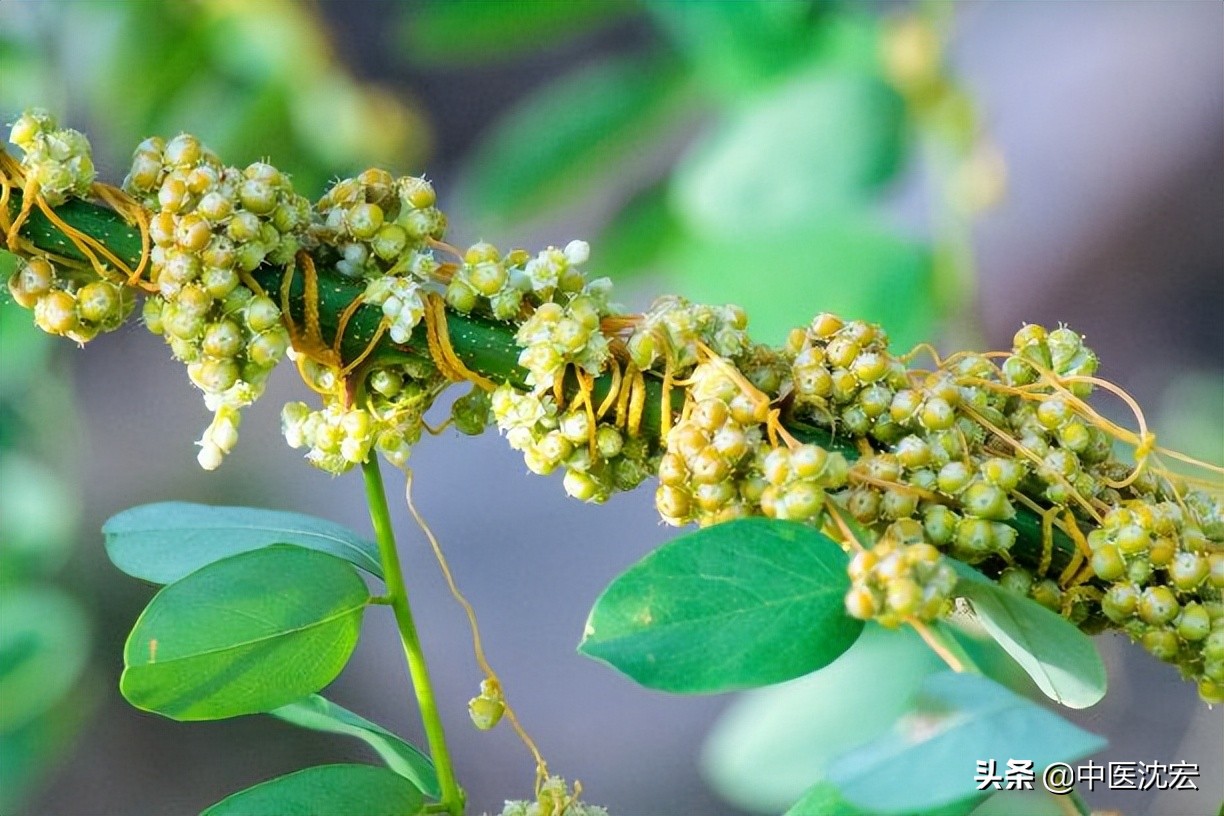 一味中药祛顽疾第二版,一味中药排出肝毒