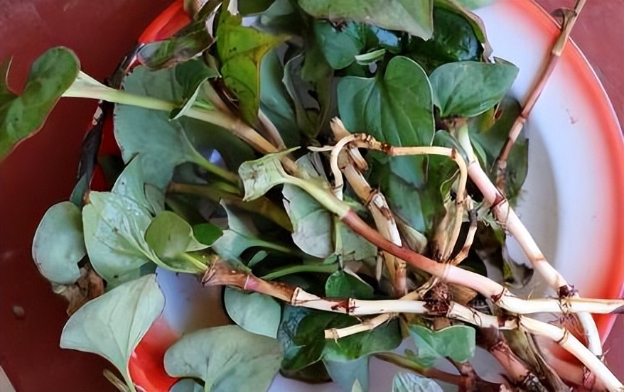 鱼腥草为什么要叫害人草,鱼腥草是害人草还是养生草