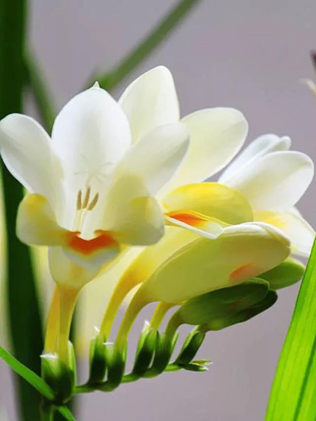 最漂亮的复色兰花,大富贵兰花图片欣赏