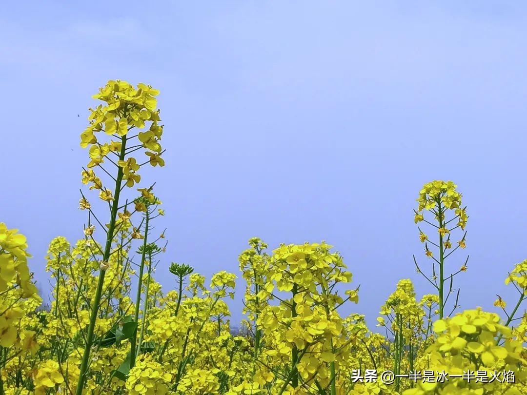随笔有一种春天叫油菜花开,邂逅油菜花开散文