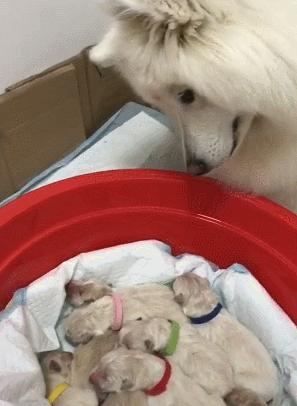 幼犬1-3个月怎么喂养土狗,如何快速成为幼犬的铲屎官