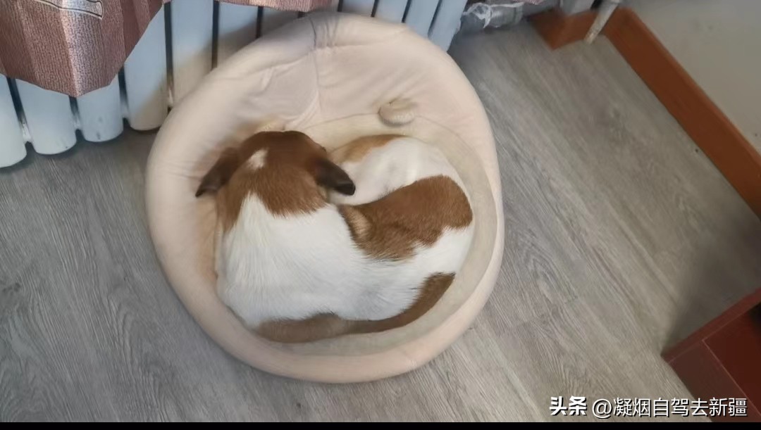 西域漫游,西域漫游记完整视频