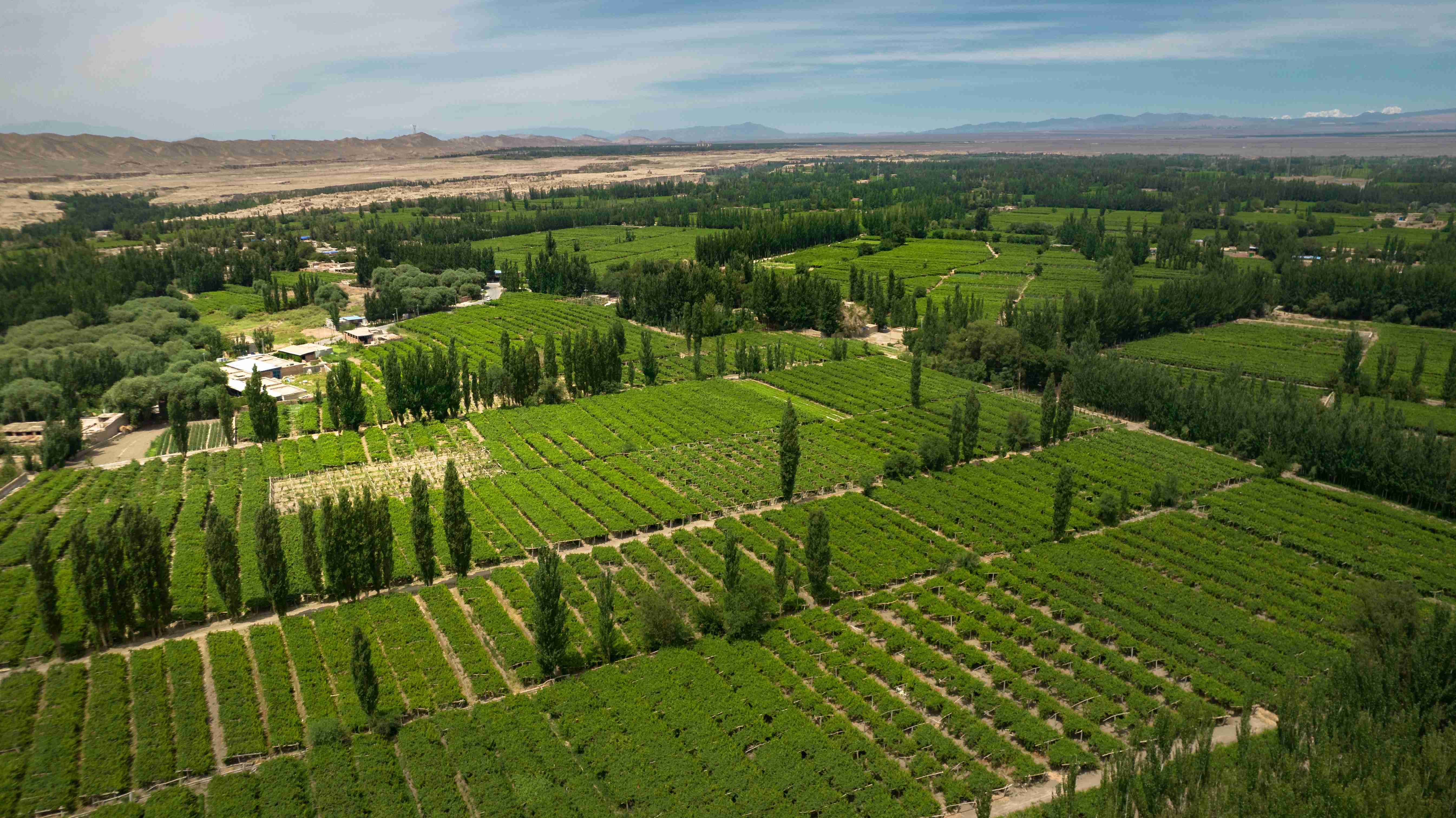 吐鲁番的葡萄南阳的梨,吐鲁番的葡萄哈密的瓜视频