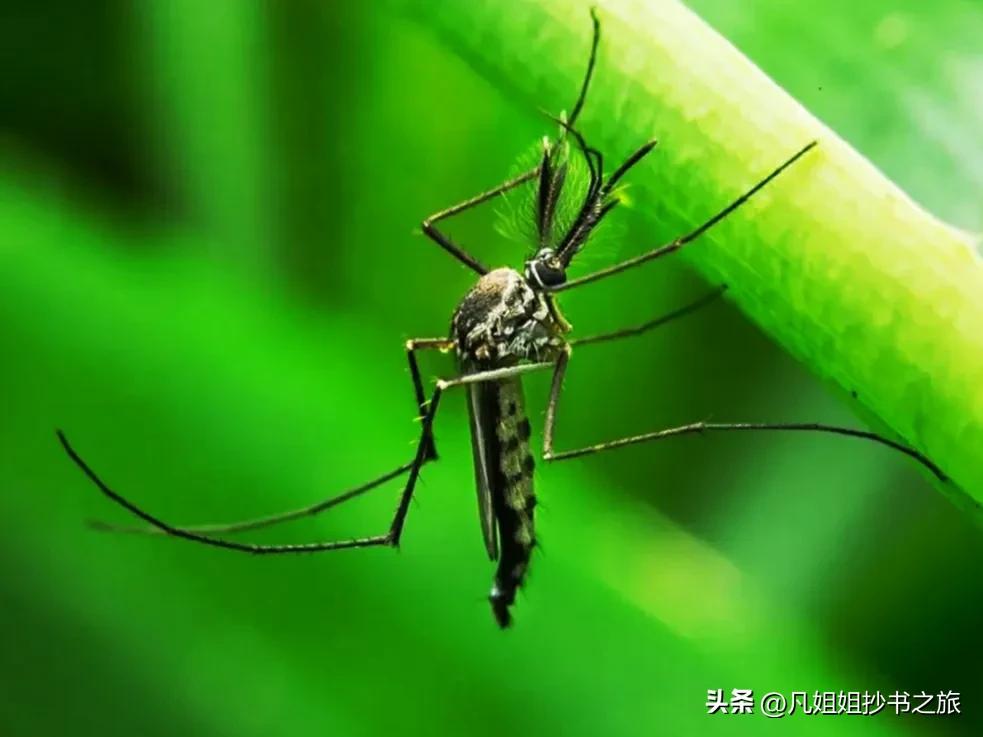 你可能知道但不完全的冷知识,冰岛不知道的冷知识