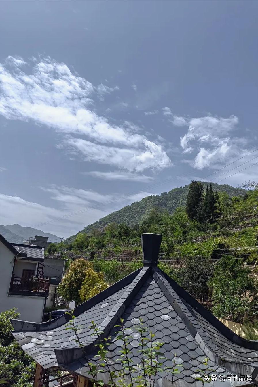 诸暨千年茶树王,走进古树茶王