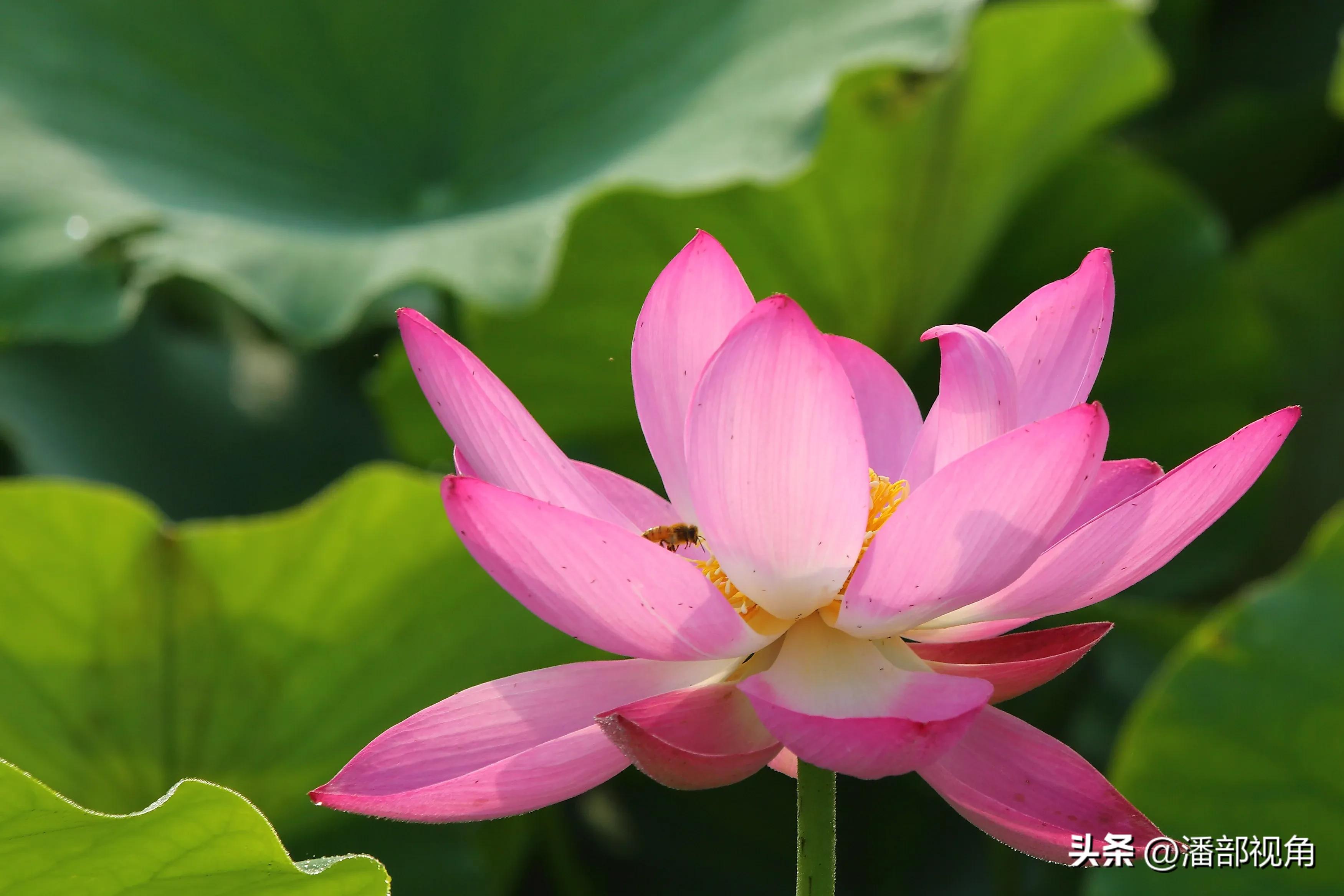 无锡七月底哪里的荷花开了,无锡太湖荷花开了吗