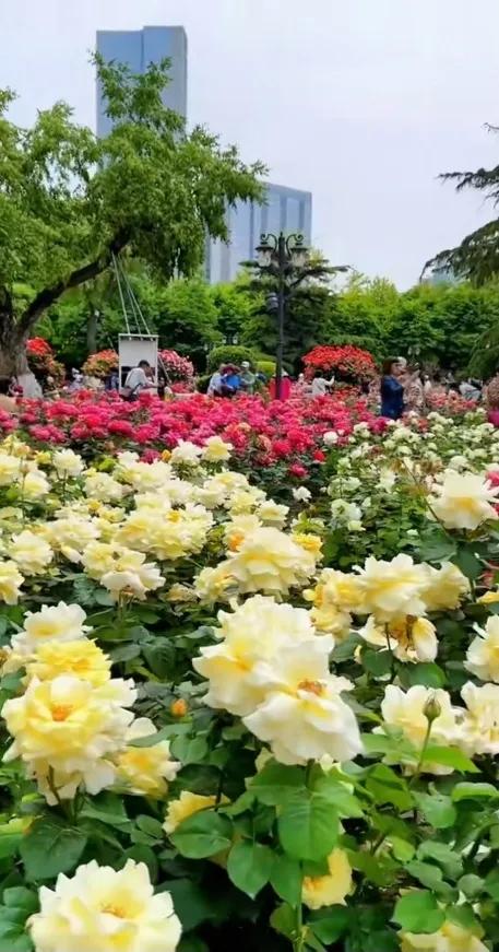 公园里的花真美啊图片,公园里的花真美啊的拼音